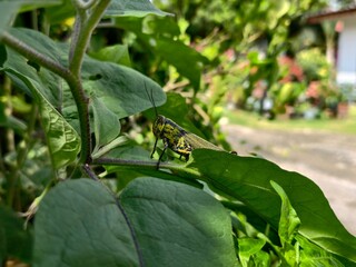 Close-up shot of a green and yellow grasshopper perched on a vibrant green leaf, with a soft, blurred background of lush foliage.