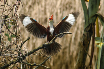 White-breasted Kingfisher mainland china nature bird