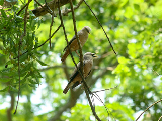 A beautiful close-up view of a Chestnut-tailed starling (Sturnia malabarica) bird in a blurred forest background.