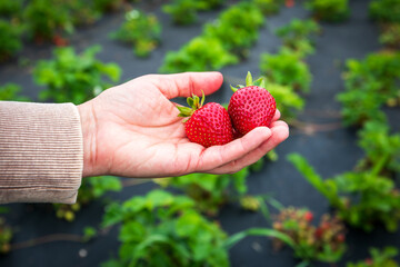Hand Holding Freshly Picked Strawberries in Organic Farm Field
