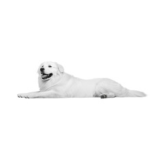 White polar bear and cute retriever puppy on ice, isolated on a white background