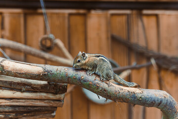 A curious squirrel energetically explores a branch, joyfully engaged in its vibrant habitat,...