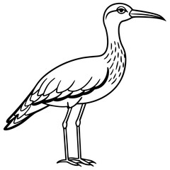 Whimbrel Minimalist Line Art Illustration