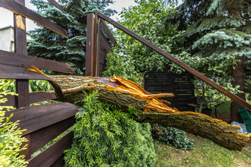 Broken fruit tree during a storm in the garden, lightning struck, ignited and broke a tree under the house, shattered fence,