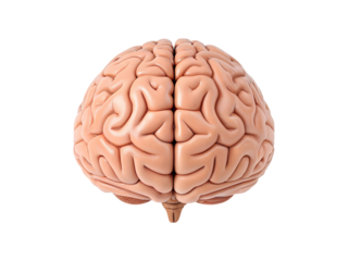Detailed Anatomical of a Human Brain on a Clean transparent background