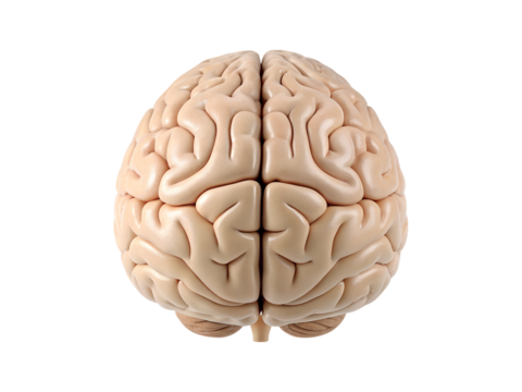Detailed Human Brain Anatomy Illustration with Gyri and Sulci on transparent background
