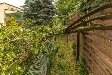Broken fruit tree during a storm in the garden, lightning struck, ignited and broke a tree under...