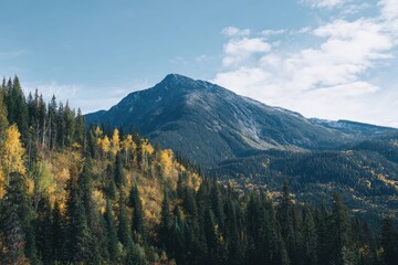 Autumnal mountain vista, evergreen forest foothills showing yellow and gold aspen leaves under a mostly clear sky