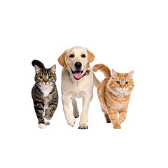 Obraz premium A cute puppy and two kittens are playing on a white background.