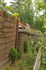 Broken fruit tree during a storm in the garden, lightning struck, ignited and broke a tree under...