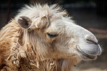 Fototapeta premium A camel with a long white mane and a white nose
