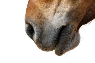 Naklejka premium A close up of a horse's nose with a white background