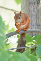 A squirrel on a tree branch