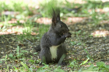Black squirrel on a ground