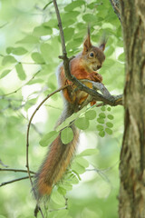 Red squirrel 