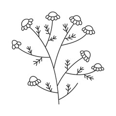 Hand drawn floral design. Wild chamomile with tiny flowers. Simple botanical design element in linear doodle style. Vector 10 EPS.