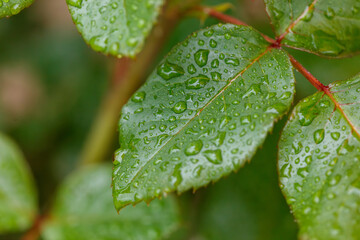 A leaf with raindrops on it