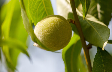 A green peach hanging from a tree