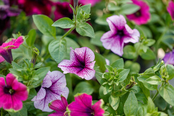 A bunch of pink and purple flowers with green leaves