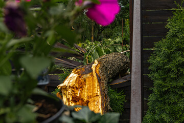 A tree broken by a strong wind, a burned spot on the tree where lightning struck during a storm, a...