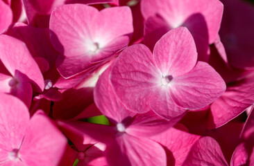 A close up of a pink flower with a white center