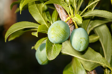 Two green peaches are hanging from a tree branch