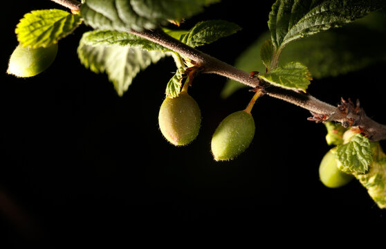 A branch with green leaves and two small green fruits hanging from it
