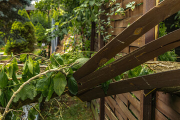 Charred tree after lightning strike during storm and wind storm, damage in garden and orchard