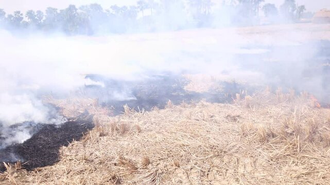 Stubble Burning in India( Parali burning), also known as stubble or straw burning, is the practice of setting fire to crop residue left after harvesting, primarily in agricultural regions of India.
