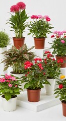 Flowers pot in white background 