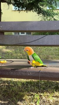 A tame white-bellied caique parrot sits on a leash on a bench and eats food directly from a human hand in the park.