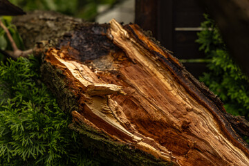 A tree broken by a strong wind, a burned spot on the tree where lightning struck during a storm, a close-up