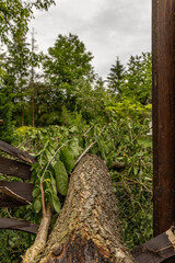 Charred tree after lightning strike during storm and wind storm, damage in garden and orchard