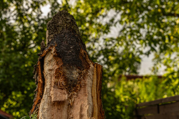Charred tree after lightning strike during storm and wind storm, damage in garden and orchard