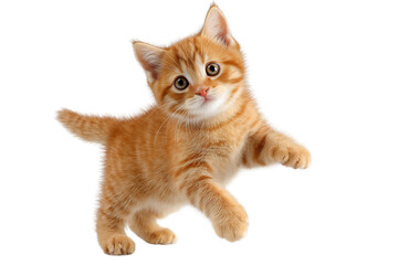 Obraz premium kitten isolated on white background