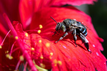 Close up of a beautiful big-eyed blue bee on a bright red flower. Fierce and charming bees and...