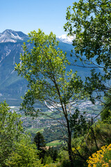 Un jeune arbre en montagne 