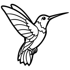 Delicate Xantus's Hummingbird Sketch Vector