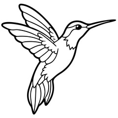 Delicate Xantus's Hummingbird Sketch Vector