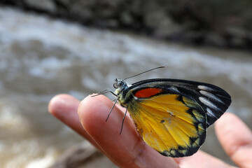 Poor butterfly, beautiful yellow butterfly, beautiful pattern on the finger, clear details of the butterfly, beautiful natural background, space for text.