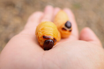 A fat weevil in the hands of a gardener. A beetle with various names: Red palm weevil, Red-stripes palm weevil, Asian palm weevil, Sago palm weevil.