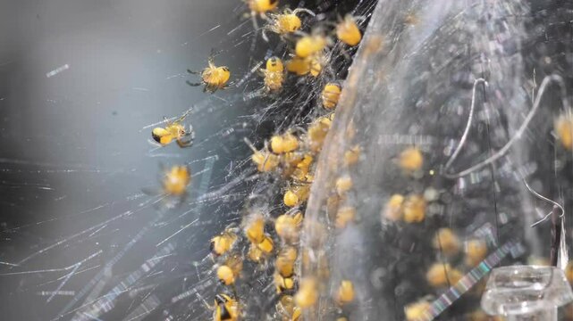 Small spiders just emerging on the web close-up
