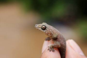 Titanium Geckos: The eyes of the titanium Geckos are on the finger. The eyes are amazing and beautiful up close.