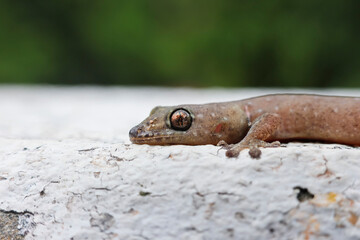 Titanium Geckos: The eyes of the titanium Geckos are on a white background. The eyes are amazing and beautiful up close.