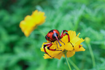Red and black Bamboo Weevil on yellow flower, green background