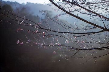 Cherry blossom branches in the morning, with a light foggy background, giving a refreshing feeling in the morning of growth, blooming, and new beginnings.