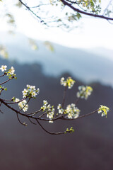 Wild Himalayan Cherry, soft white,พื้นหลังภูเขา ยามเช้าหมอกบางๆ Cherry blossom in northern Thailand.