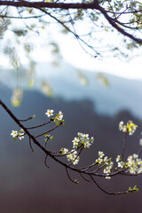 Wild Himalayan Cherry, soft white,พื้นหลังภูเขา ยามเช้าหมอกบางๆ Cherry blossom in northern Thailand.