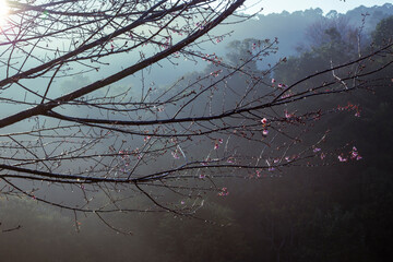 Cherry blossom branches in the morning, with a light foggy background, giving a refreshing feeling in the morning of growth, blooming, and new beginnings.