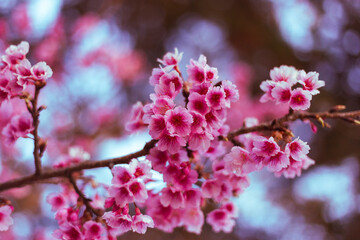 Cherry blossom, soft and gentle pink color, cherry blossom bushes are growing and blooming in northern Thailand.